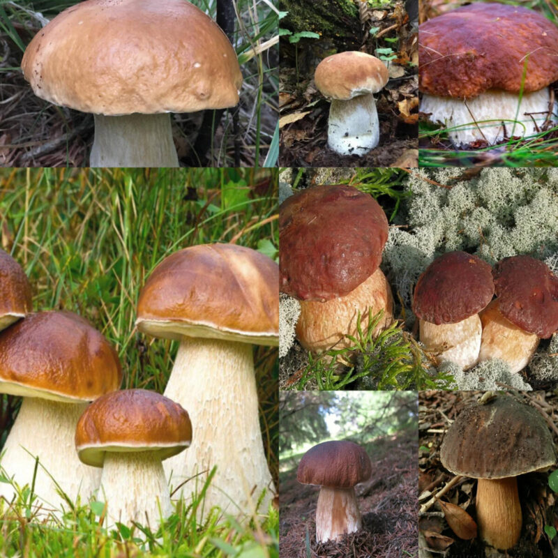 Элитные грибы