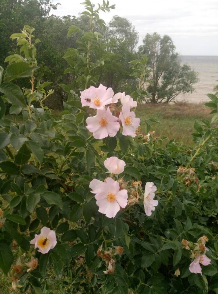 viber image11