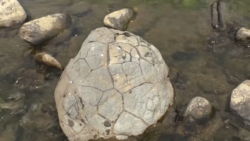 Гигантские Окаменелые шишки Гигантские Окаменелые шишки