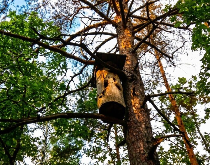 Борть: традиционное пчелиное гнездо